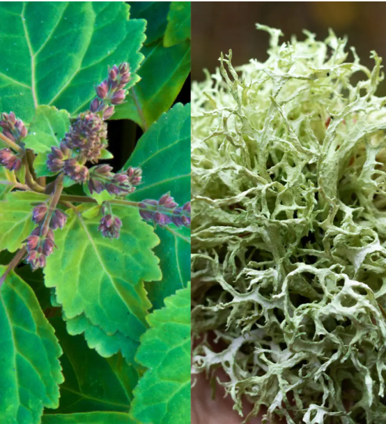 PARFUM NOTE CHIPRÉ (BERGAMOTE, PATCHOULI ...)