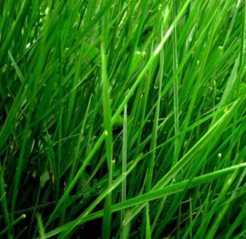 PARFUM NOTE FRAICHE (GREEN)